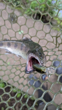ヤマメの釣果