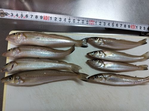 キスの釣果