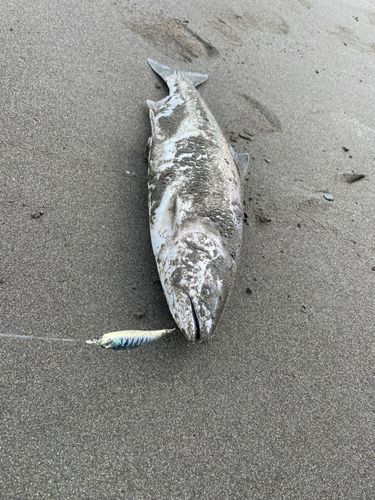サクラマスの釣果