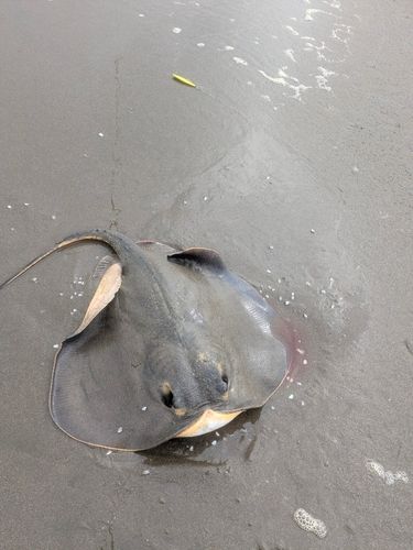 アカエイの釣果