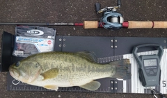 ブラックバスの釣果
