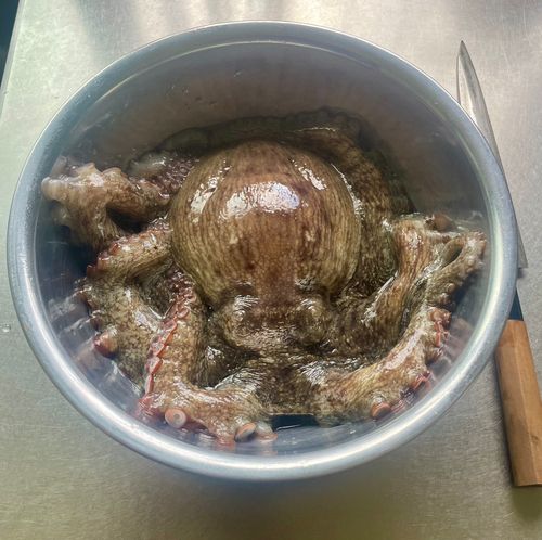 マダコの釣果