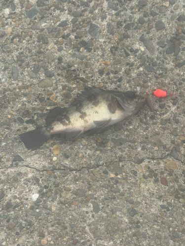 シロメバルの釣果