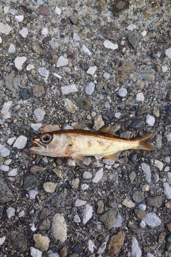 アカムツの釣果