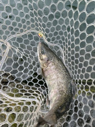 ニジマスの釣果