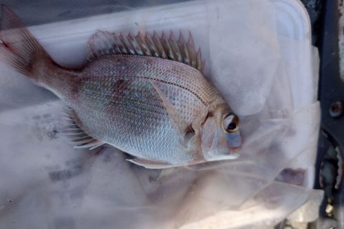 タイの釣果