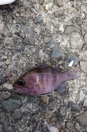 ヨコスジイシモチの釣果