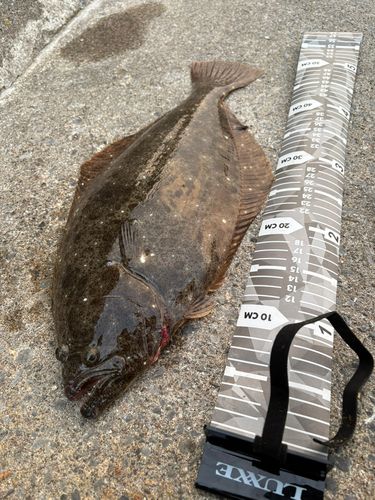 ヒラメの釣果