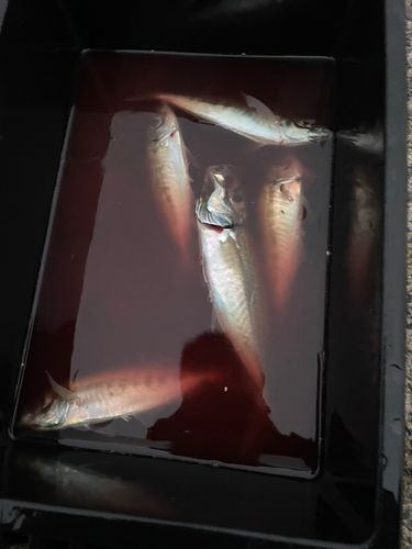 マアジの釣果