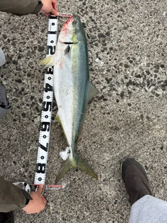 ブリの釣果