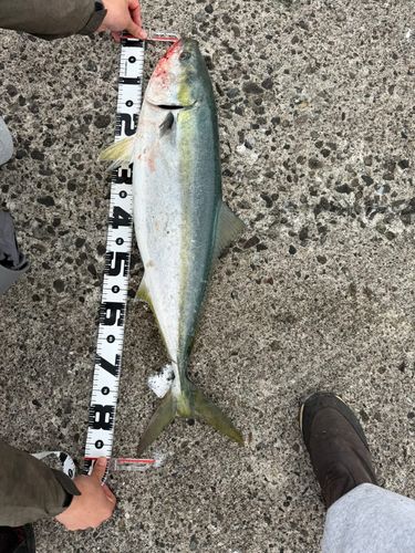 ブリの釣果
