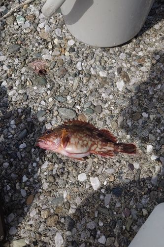 カサゴの釣果