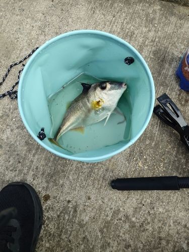 ギマの釣果