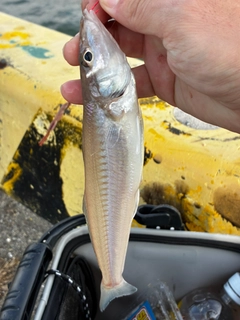キスの釣果