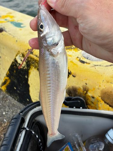 キスの釣果