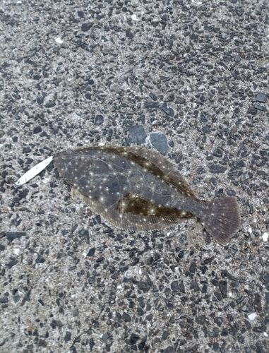 ヒラメの釣果