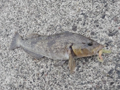アブラコの釣果