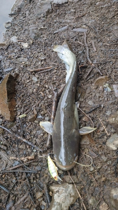 ナマズの釣果