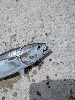 マルソウダの釣果