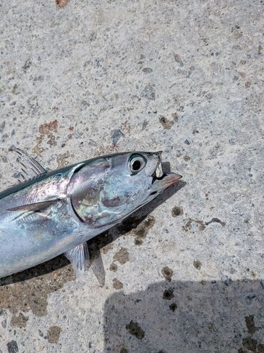 マルソウダの釣果