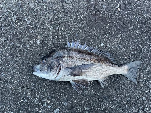 チヌの釣果