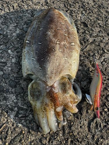 モンゴウイカの釣果