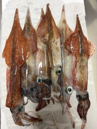 ヤリイカの釣果