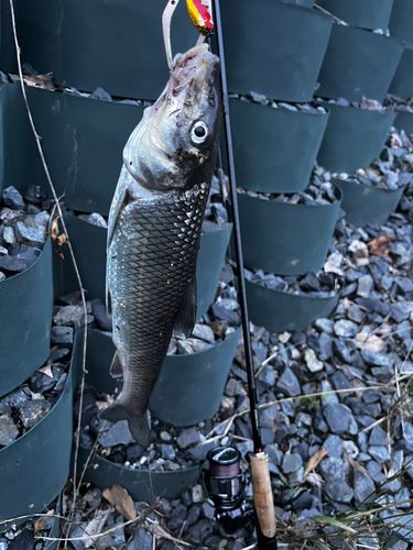 ニゴイの釣果