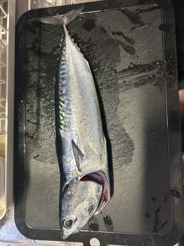 メジカの釣果