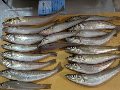 シロギスの釣果