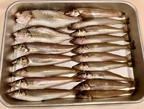 シロギスの釣果