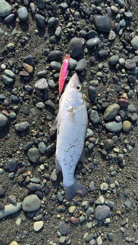 フッコ（ヒラスズキ）の釣果
