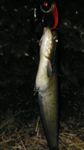 ナマズの釣果