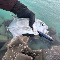 ギンガメアジの釣果