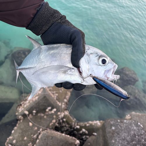 ギンガメアジの釣果