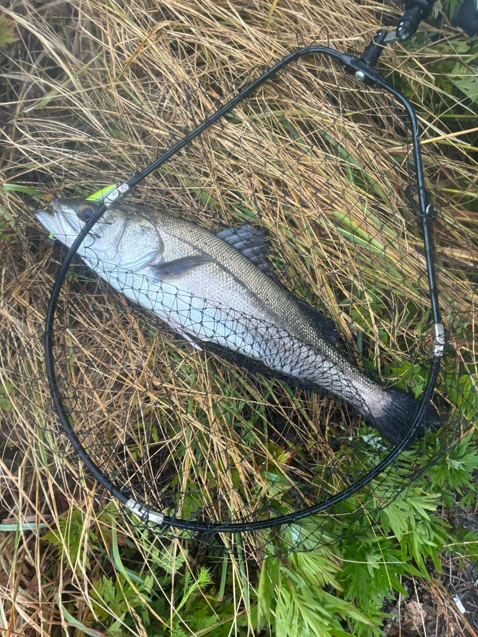 SHIMANO 18ディアルーナ　S100M SHIMANO 18ディアルーナ S100Mの最安値・インプレ・釣果 | 本音の