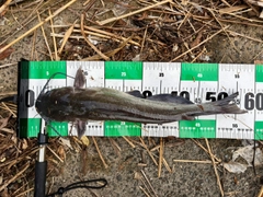 アメリカナマズの釣果