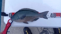 グレの釣果