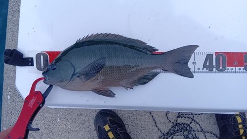 グレの釣果