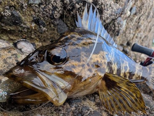 タケノコメバルの釣果