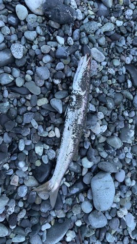 カマスの釣果
