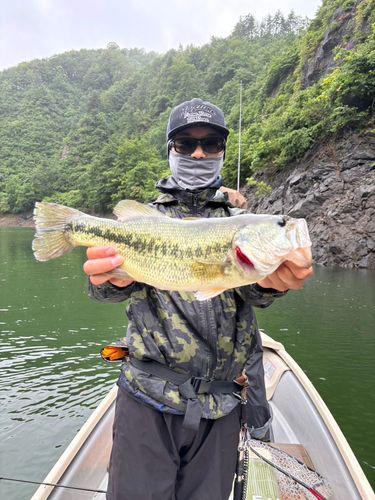 ラージマウスバスの釣果