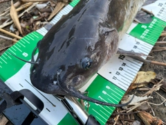 アメリカナマズの釣果