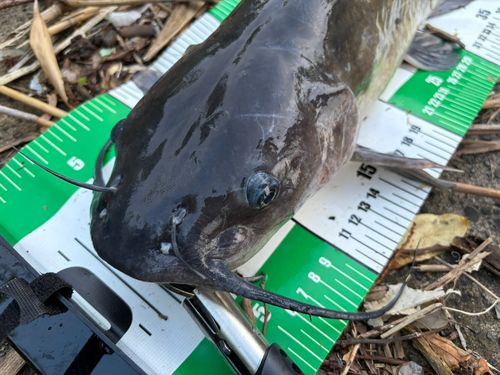 アメリカナマズの釣果