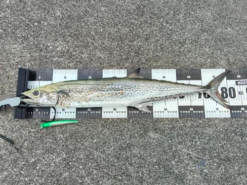サワラの釣果