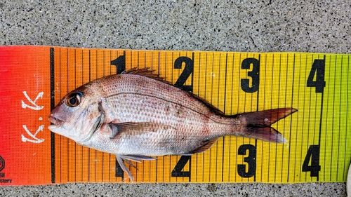 マダイの釣果