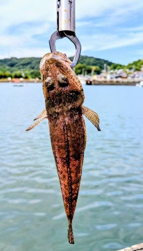 イカの釣果