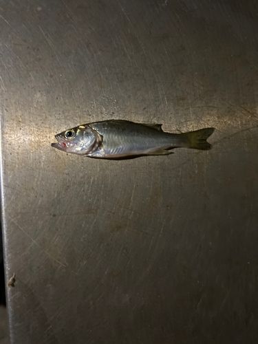 セイゴ（タイリクスズキ）の釣果