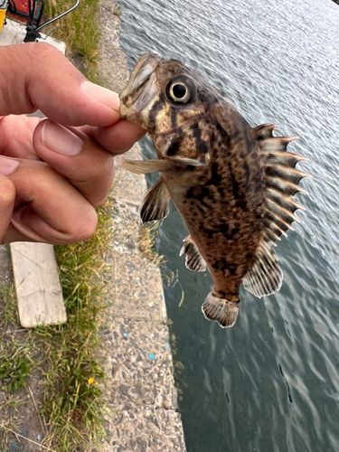 ソイの釣果