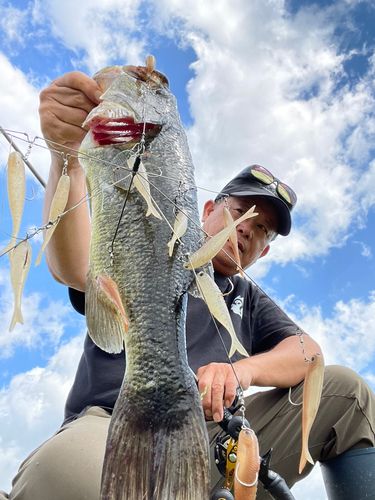 ブラックバスの釣果